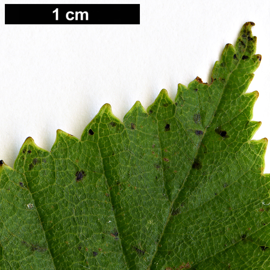 High resolution image: Family: Betulaceae - Genus: Betula - Taxon: dahurica - SpeciesSub: var. parvifolia